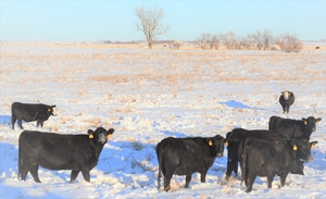 2019 4&5 year olds SOLD 2019 4&5 year olds SOLD